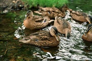 A group of wild mallard ducks swimming in clean freshwater, showcasing a healthy natural ecosystem. Promotes environmental awareness and biodiversity conservation.