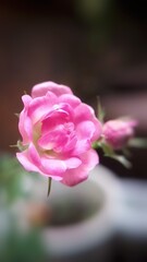 Close up of a blooming pink baby rose with soft petals captured in sharp focus against a dark blurred background highlighting its delicate beauty and natural elegance.