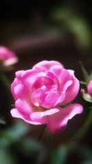 Close up of a blooming pink baby rose with soft petals captured in sharp focus against a dark blurred background highlighting its delicate beauty and natural elegance.