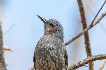 青空を背景にしたヒヨドリのポートレート