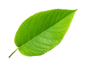 A single vibrant green leaf isolated on a transparent background, showcasing its intricate texture and veins