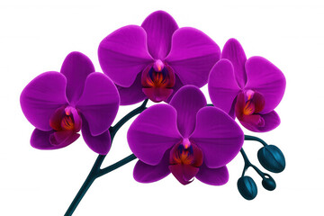Vibrant purple orchid flowers in bloom, isolated on a transparent background, ready for design projects
