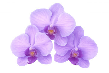 Obraz premium Elegant purple orchids flowering with soft, translucent petals spreading gracefully against clean white backdrop