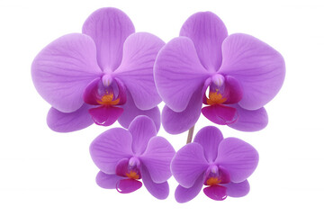 Fototapeta premium Purple orchid blossoming with elegant petals, highlighting intricate floral structure against clean transparent backdrop