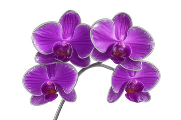 Vibrant purple orchid flowers blooming on a transparent background, perfect for nature-themed projects