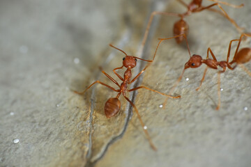 Fire red ant on the ground