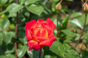 赤と黄色のグラデーションが美しいバラの花のクローズアップ
