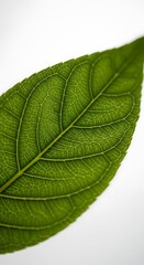 Obraz premium Macro shot of a vibrant green leaf showcasing intricate vein patterns against a white background perfect for botanical or nature themes
