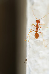 Fire red ant on the ground