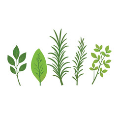 Obraz premium Collection of vibrant fresh herbs arranged symmetrically, culinary art