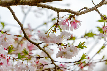 Obraz premium 枝先に咲く薄紅色の桜の花