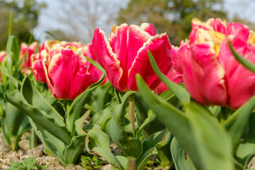 春の日差しを浴びる赤と黄色の縁取りチューリップ