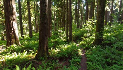 Sunlight filters through a dense forest trail.