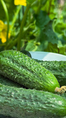 Crisp cucumbers glisten in verdant glory, celebrating Cucumber Day, with refreshing texture heralding summer's bounty and local farmer's markets