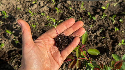 A Caucasian hand gently cradles rich earth, symbolizing Terra Madre Day, as young seedlings herald rebirth and sustainability