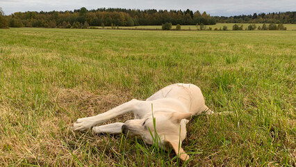 Resting dog in tranquil meadow whispers dreams of pastoral serenity, evoking World Animal Day and...