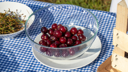 Glass bowl of ripe cherries glistens under dappled sunlight, essence of midsummer solstice, rustic picnic nostalgia, fruit harvest