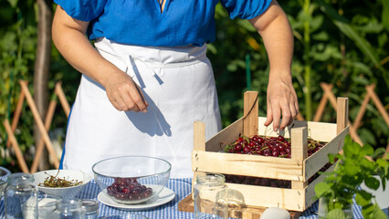A woman in a vibrant blue dress tends to tart cherries, embodying the essence of harvest and Scandinavian Midsummer celebrations