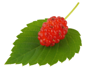 Vibrant red mulberry fruit with a green stem resting on a fresh textured green leaf.