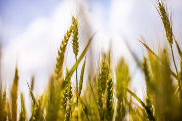 Obraz premium field of wheat