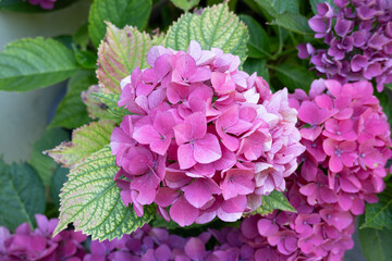 Fototapeta premium Pinke Hortensienblüte mit farbigem Blatt im Garten