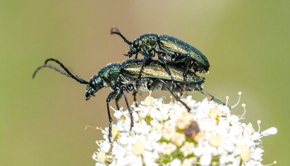 Close-up of two beetles mating on a flower.