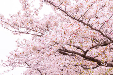 隅田川桜写真 © 雅士 秋葉