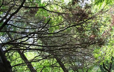 Trees with beautiful branches in natural forest. Tree branches with fresh green leaves and brown dead leaves in early summer background.