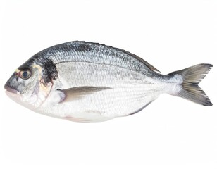 Fototapeta premium Gilthead Sea Bream: A Crisp, Clean Studio Photograph