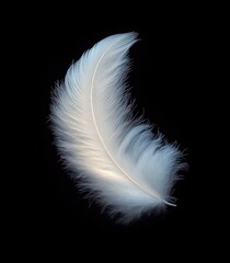 Obraz premium Close-up of a single delicate white feather with soft barbs and a curved shape against a black background, evoking lightness and purity