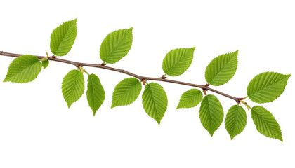 Fototapeta premium Natural branch of tree with green leaves and detailed texture isolated on white background