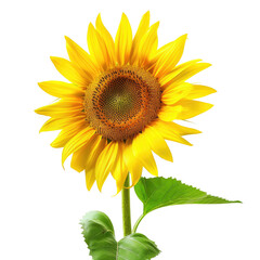 Obraz premium Vibrant Sunflower Blooming, Close-up, Field Background, Summer