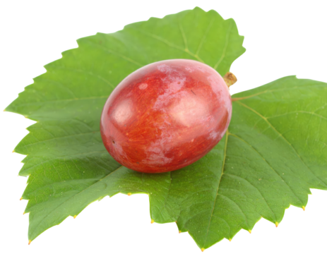 A single ripe red grape with a natural waxy bloom resting on a fresh vibrant green vine leaf.