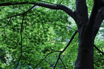 Fresh green leaves of Acer Palmatum, Japanese Maple tree in early summer. Tree with young foliage in natural forest background.