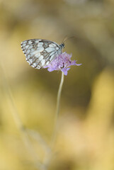 butterfly on a flower. Melanargia galathea (Marbled White)