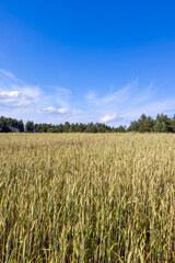 production of agricultural rye plants in eastern Europe during sunset