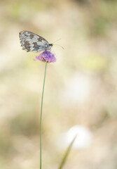 Butterfly on a flower. Melanargia galathea (Marbled White)