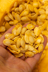 large pumpkin seeds inside pumpkin pulp