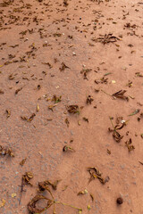 chestnut leaves on the red road in the park , a simple path sprinkled with red sand with rubble and leaves fallen from chestnuts
