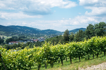 Vineyard rows on a hillside overlooking a small town with mountains in the background. Organic farming, local food systems, farm-to-table, sustainable supply chains