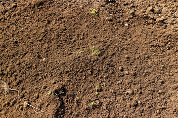 soil in a field, a part of the land that was cultivated and leveled using a garden tool