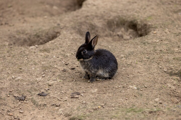 one black rabbit in a yard with lots of holes , one small black rabbit on the ground in a yard without grass