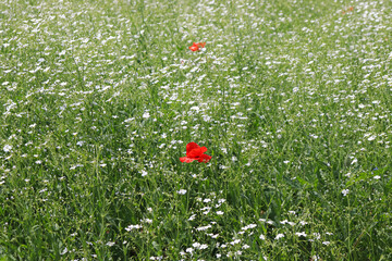 A flower field in early summer.