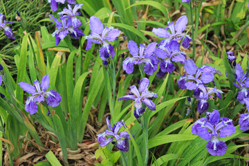 A flower field in early summer.