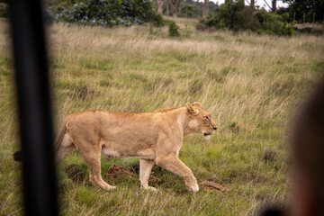 Female lion walking through grass in South Africa