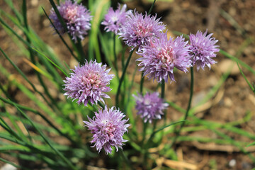 Fototapeta premium A flower field in early summer.