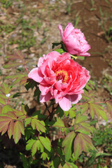 Peony blooming in Japan