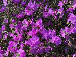 Fototapeta premium Azalea rhododendron purple flowering bush.