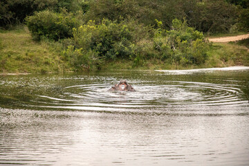 Two African hippos in water with mouths open during interaction, South Africa