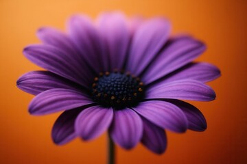 Fototapeta premium A solitary purple daisy stands out against a vibrant orange backdrop, its delicate petals reaching towards the light